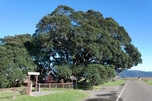 Te Waha o Rerekohu