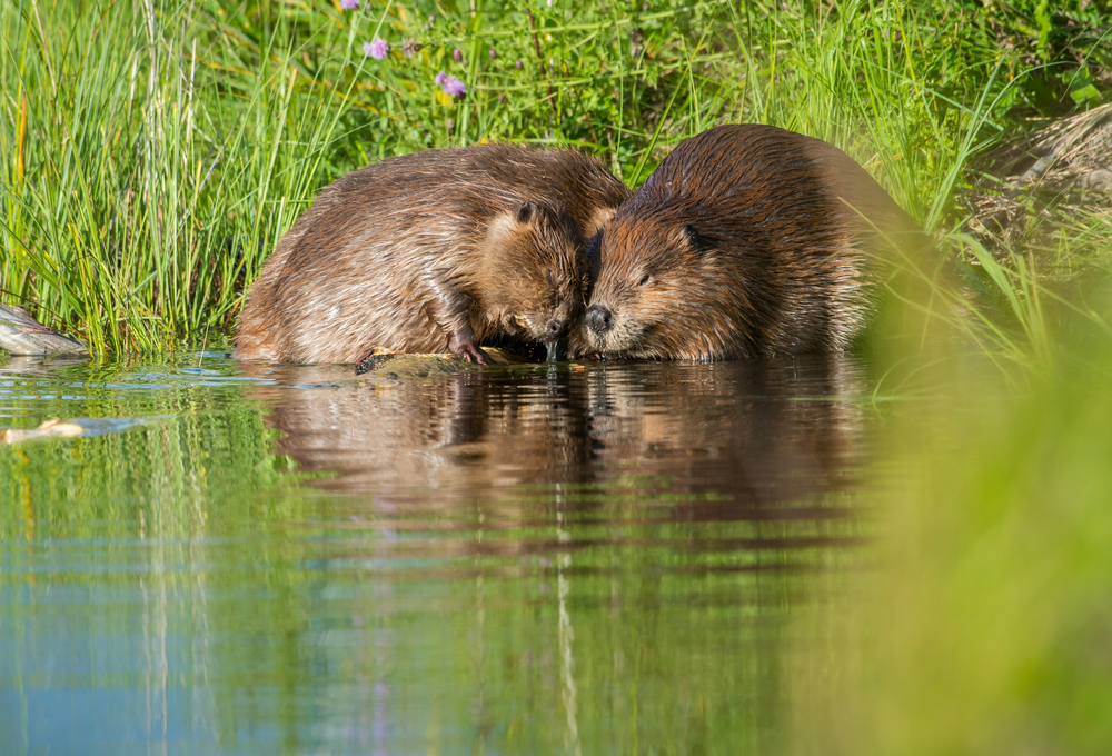 beavers return