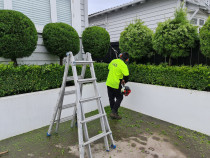 Trimming ornamental hedges