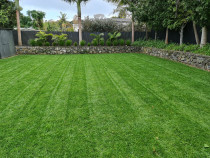 Feature tall fescue lawn