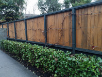 Hedge and grape vines