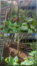 Silverstream - Weed, plant & mulch other side of path