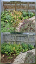 Whitby - major garden clean up