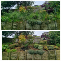 Ranui - A years worth of weeding done, Self seeder Pampas grass galore