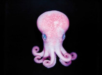 Taniwha Octopus - Stunning and beautiful. Caught and released near Kawhia after saying "Please Taniwha, can I catch a fish?" Normally found 400 to 1200 metres deep, not in 4 metres of water