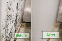 Mould Clean - Cleanse Right Mould Clean in Glenfield