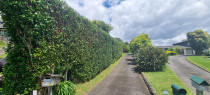 Hedge trim for happy customer - Hedge trimming in Bucklands beach