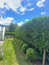 Hedge trimming - Hedges trimmed and shrubs shaped in round ball shape.