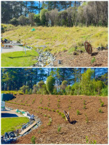 New garden on unused slope - Transformed a barren sunny slope into a stunning garden from scratch!