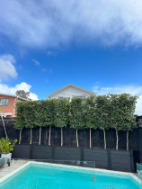 Instant hedge - Installed new garden bed and planted new instant hedge for instant privacy.