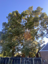 Dead Wooding a Kauri Tree - Giving this beautiful native the care it deserves.