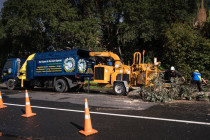 A1 Sure Services North Shore Arborist