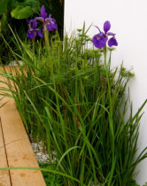 Detail iris by Kirsten Sach Landscape Design