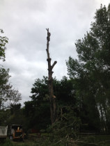 The safest way to remove trees in confined spaces