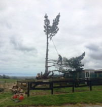 A big tree being removed