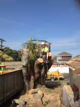 The removal of a pohutakawa between a garage and deck