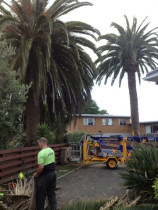 Trimming of some big Phoenix palms with the aid of a cherry picker