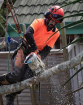 Zen Arbor Care Ltd - CUTTING THE LIMB